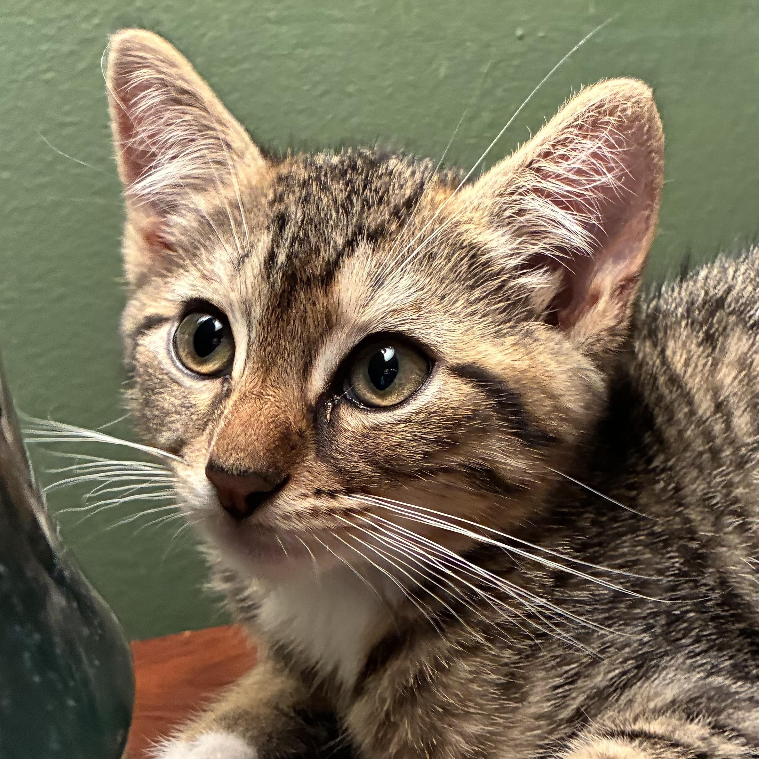 Darling Daniel, an adopted Domestic Short Hair in Ivoryton, CT image 5/5
