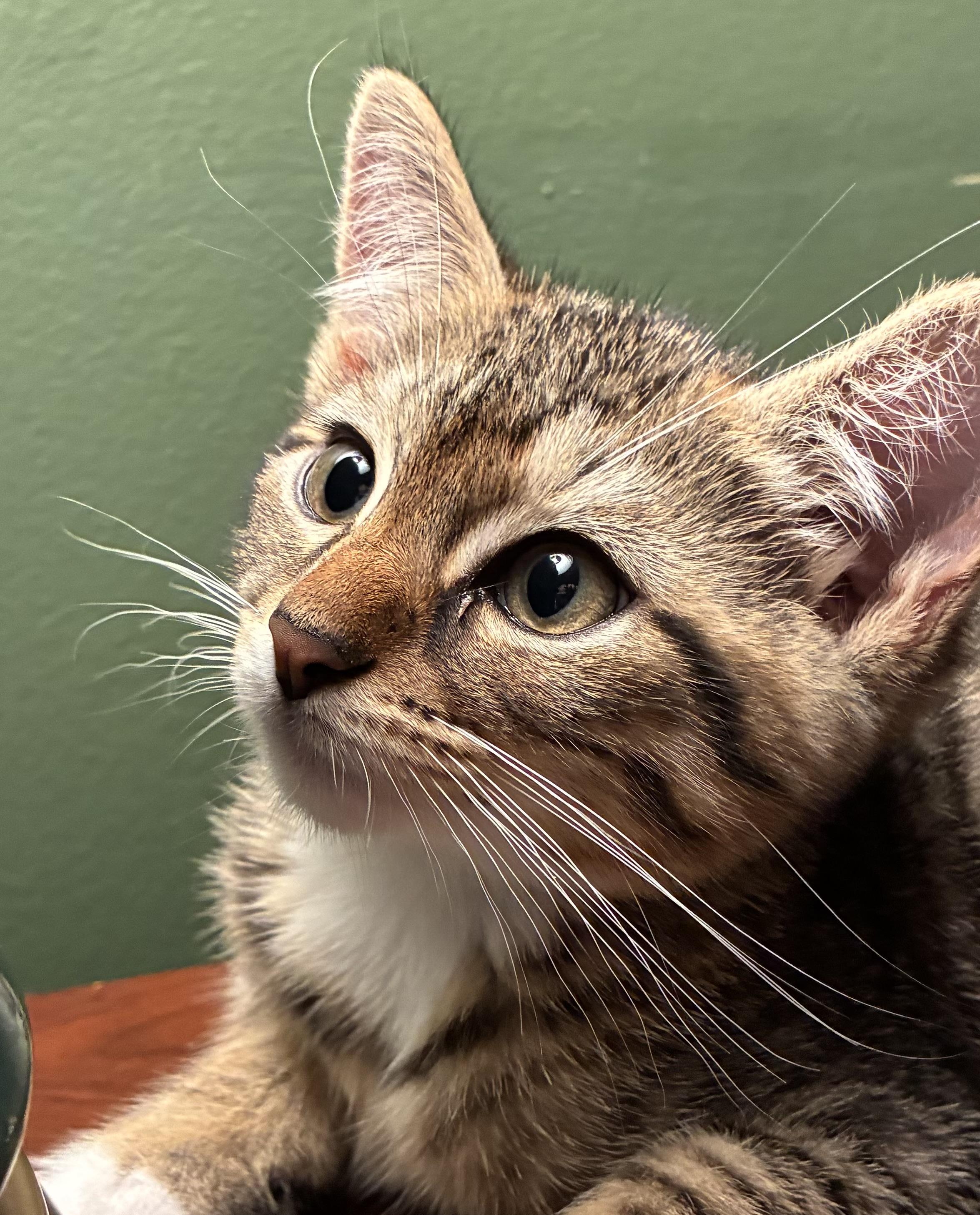 Darling Daniel, an adopted Domestic Short Hair in Ivoryton, CT image 4/5