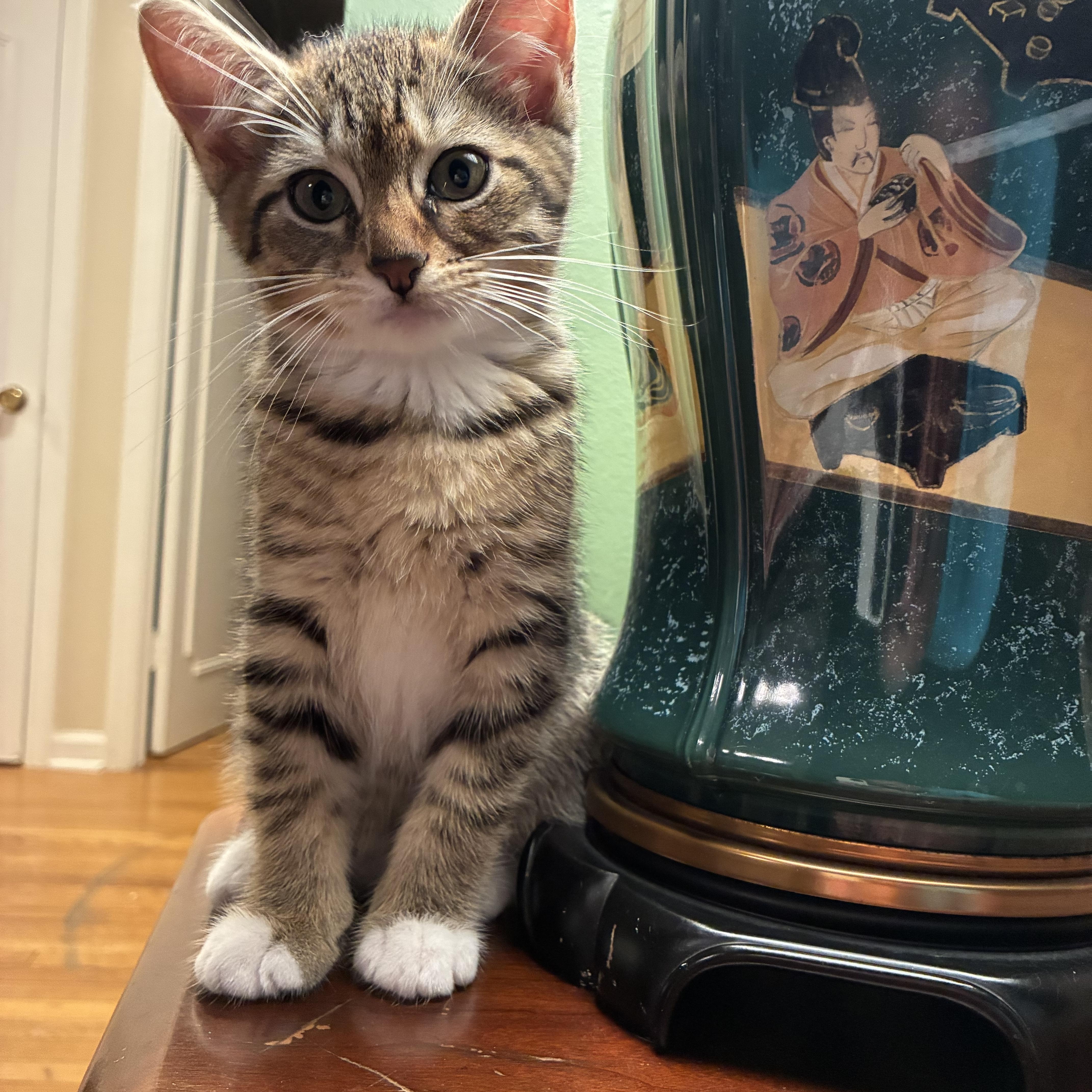 Darling Daniel, an adopted Domestic Short Hair in Ivoryton, CT image 2/5