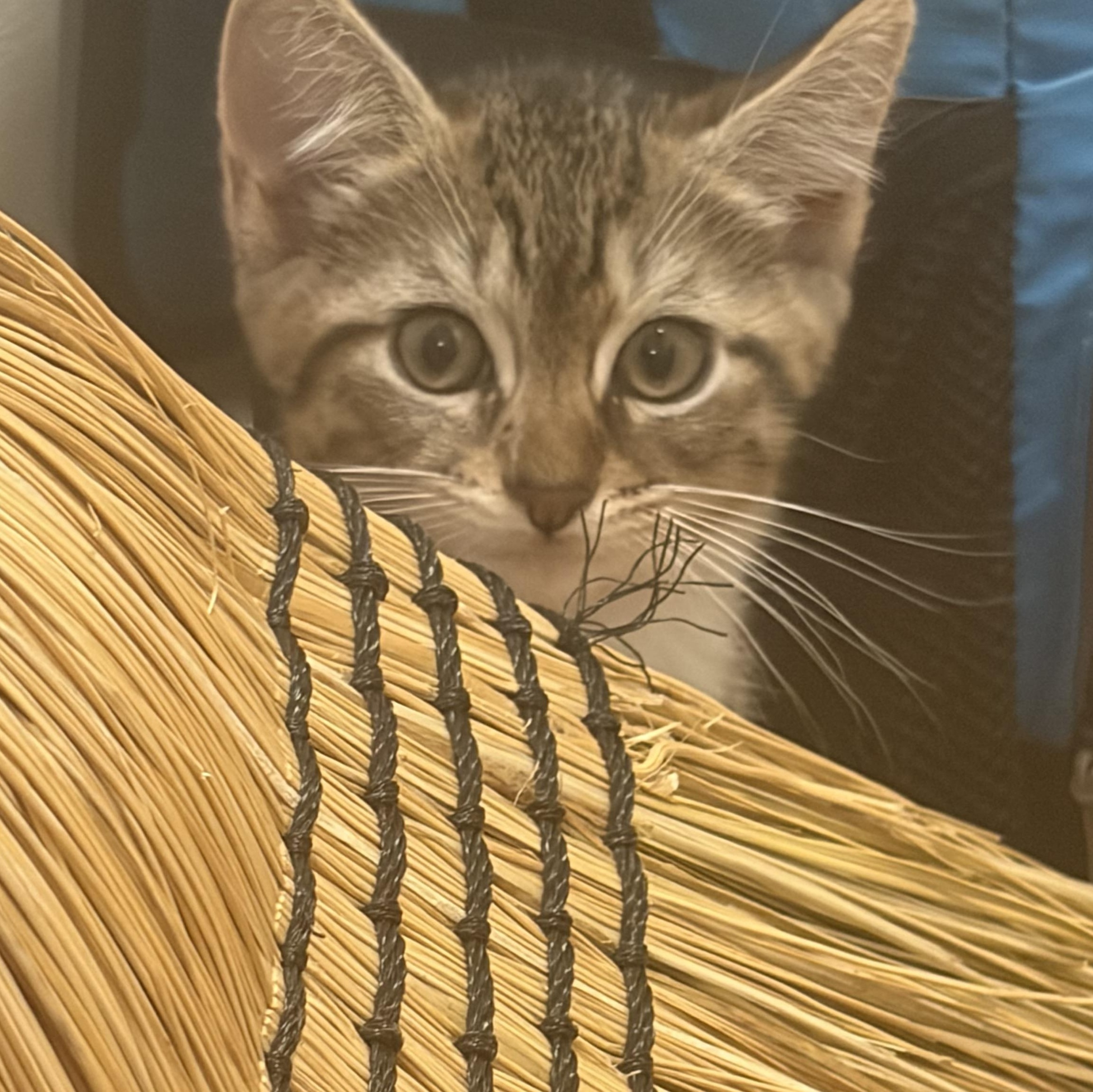 Darling Daniel, an adopted Domestic Short Hair in Ivoryton, CT image 3/5