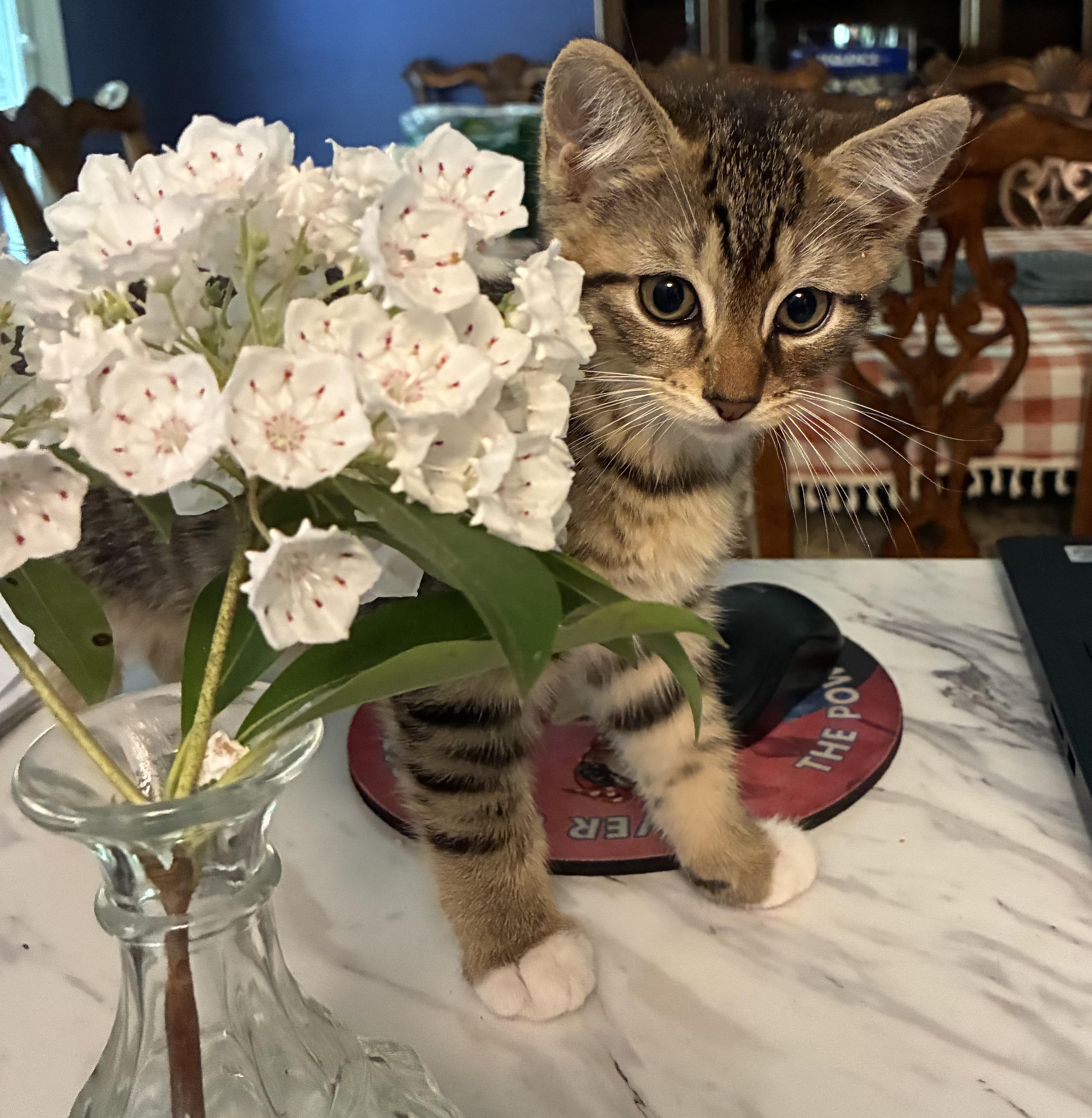 Darling Daniel, adopted, Kitten Male Domestic Short Hair.