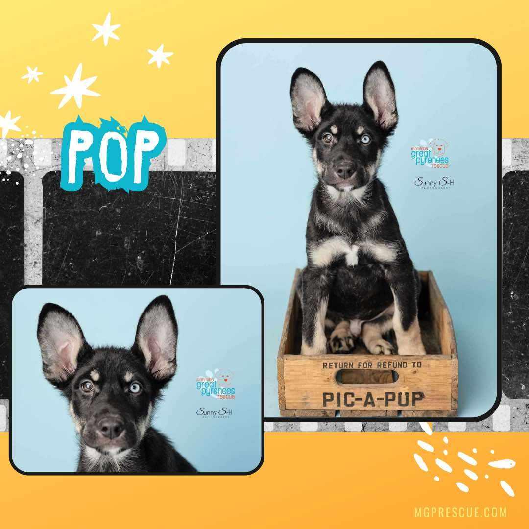 Enlarge Pop, a Adoptable Shepherd in New Bothwell, MB image 4/4