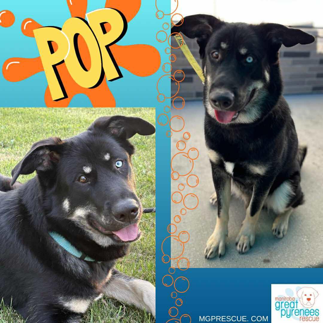 Pop, Adoptable, Puppy Male Shepherd.