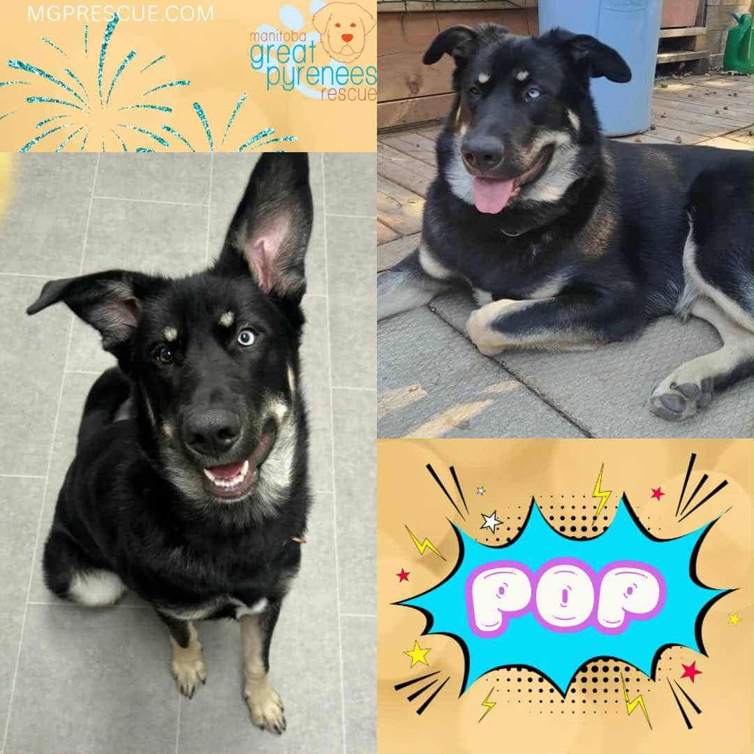 Pop, Adoptable, Puppy Male Shepherd.