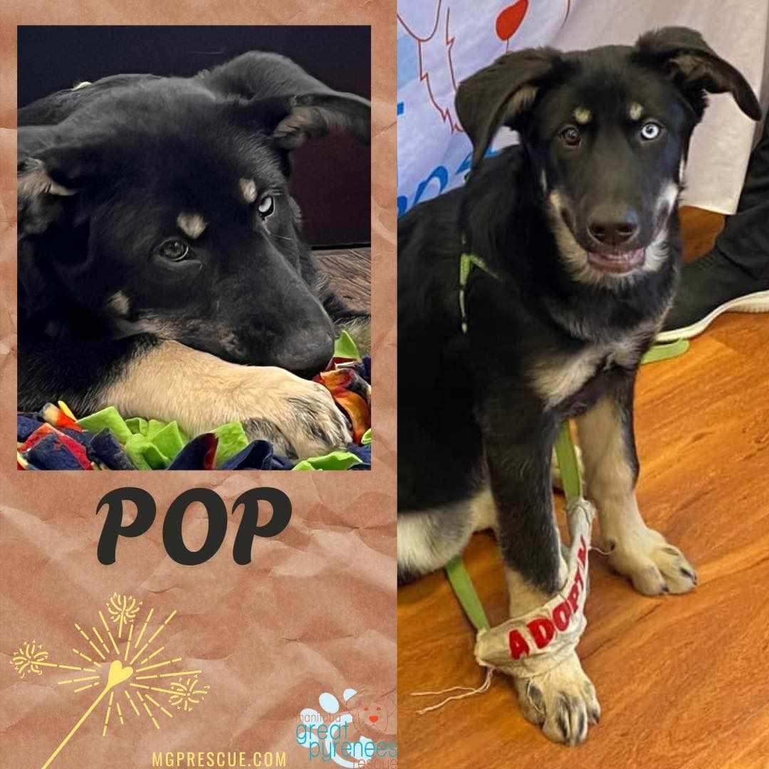 Enlarge Pop, a Adoptable Shepherd in New Bothwell, MB image 3/4