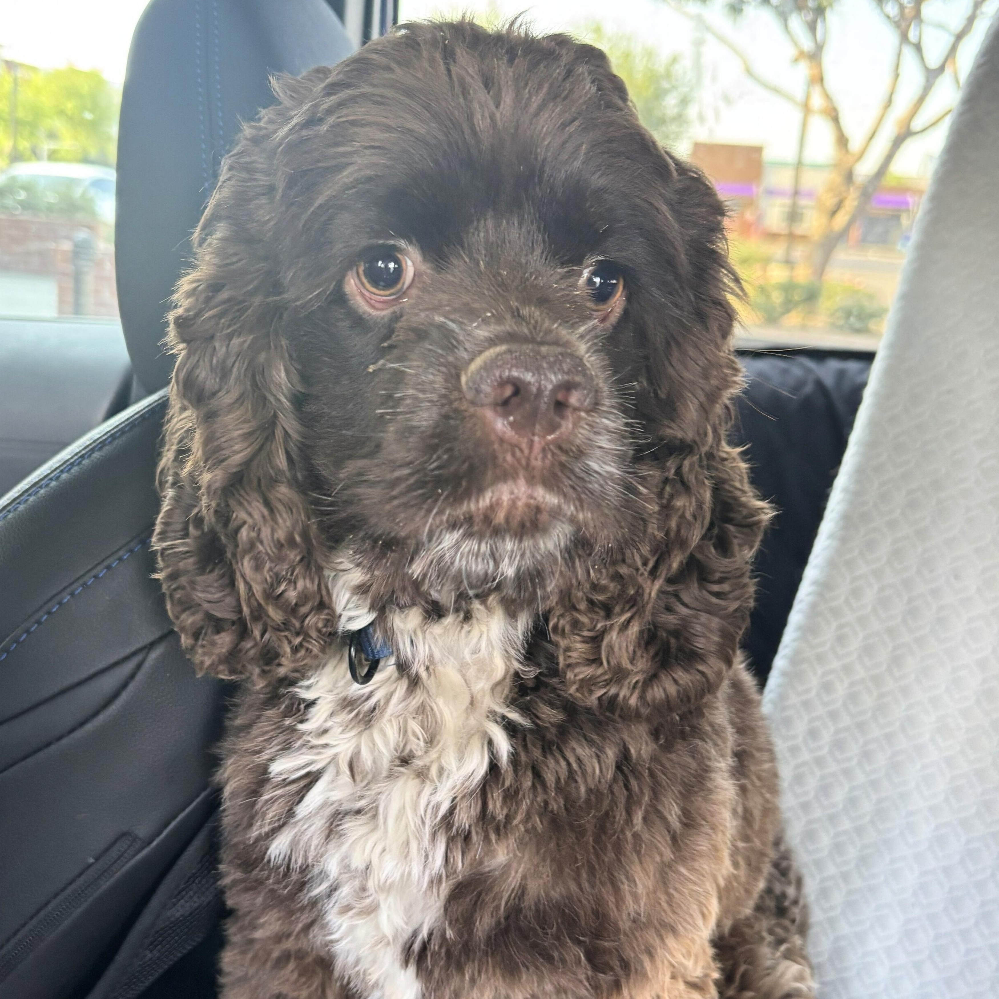 Milo4, ADOPTABLE, Young Male Cocker Spaniel.
