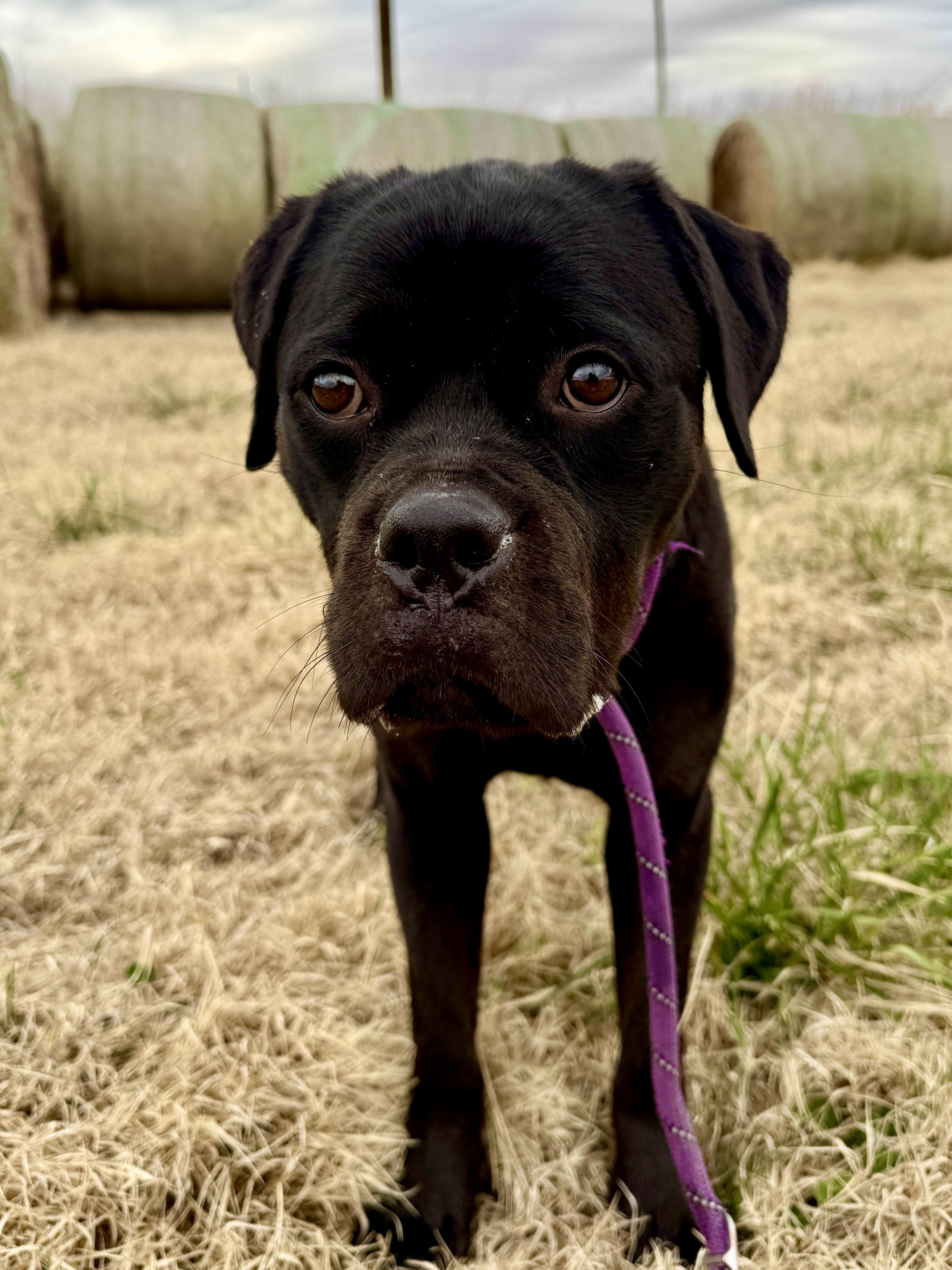 Enlarge Honey, a ADOPTABLE mixed breed in Culpeper, VA image 3/6