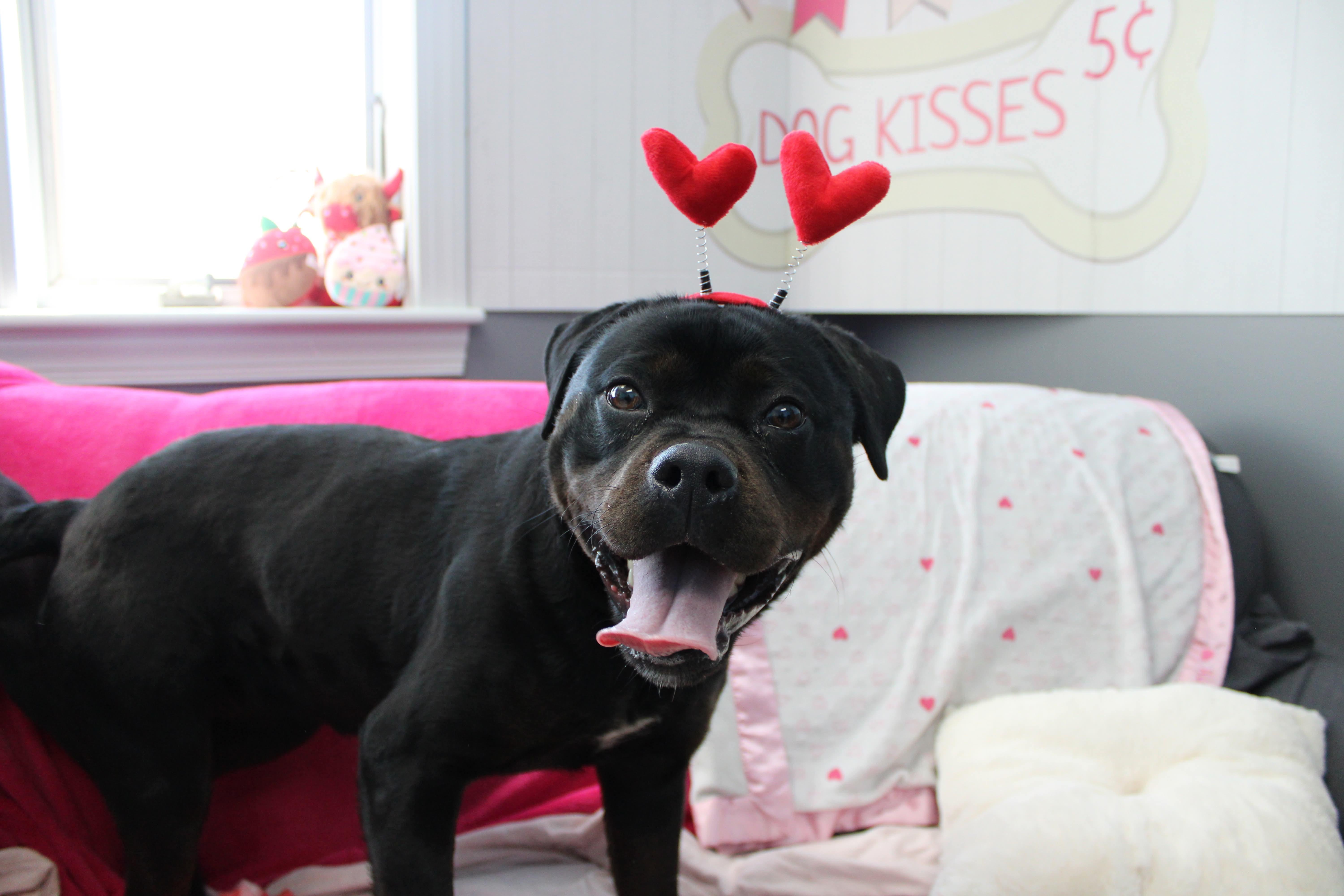 Enlarge Honey, a ADOPTABLE mixed breed in Culpeper, VA image 1/2