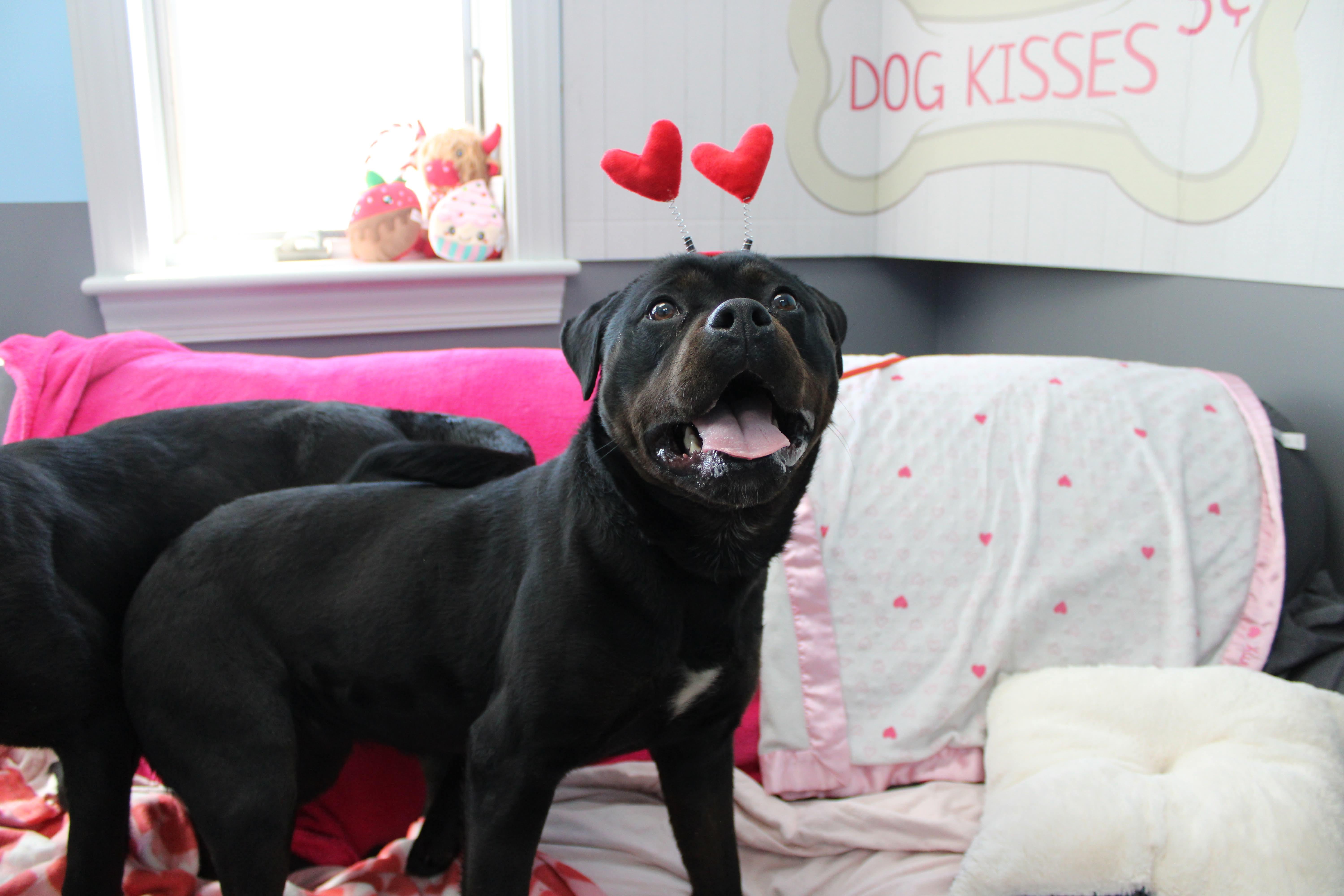 Enlarge Honey, a ADOPTABLE mixed breed in Culpeper, VA image 2/2