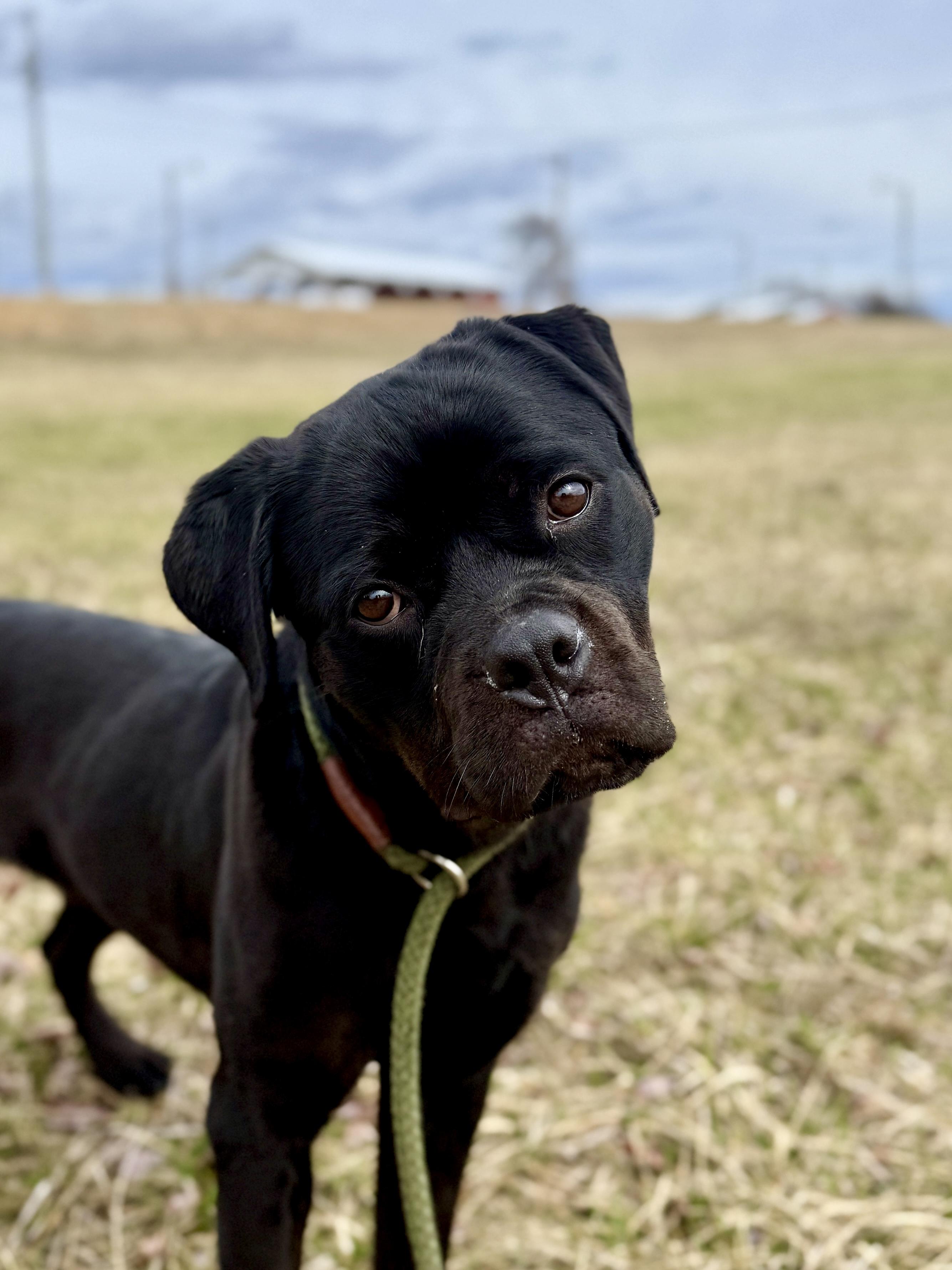 Enlarge Honey, a ADOPTABLE mixed breed in Culpeper, VA image 4/6