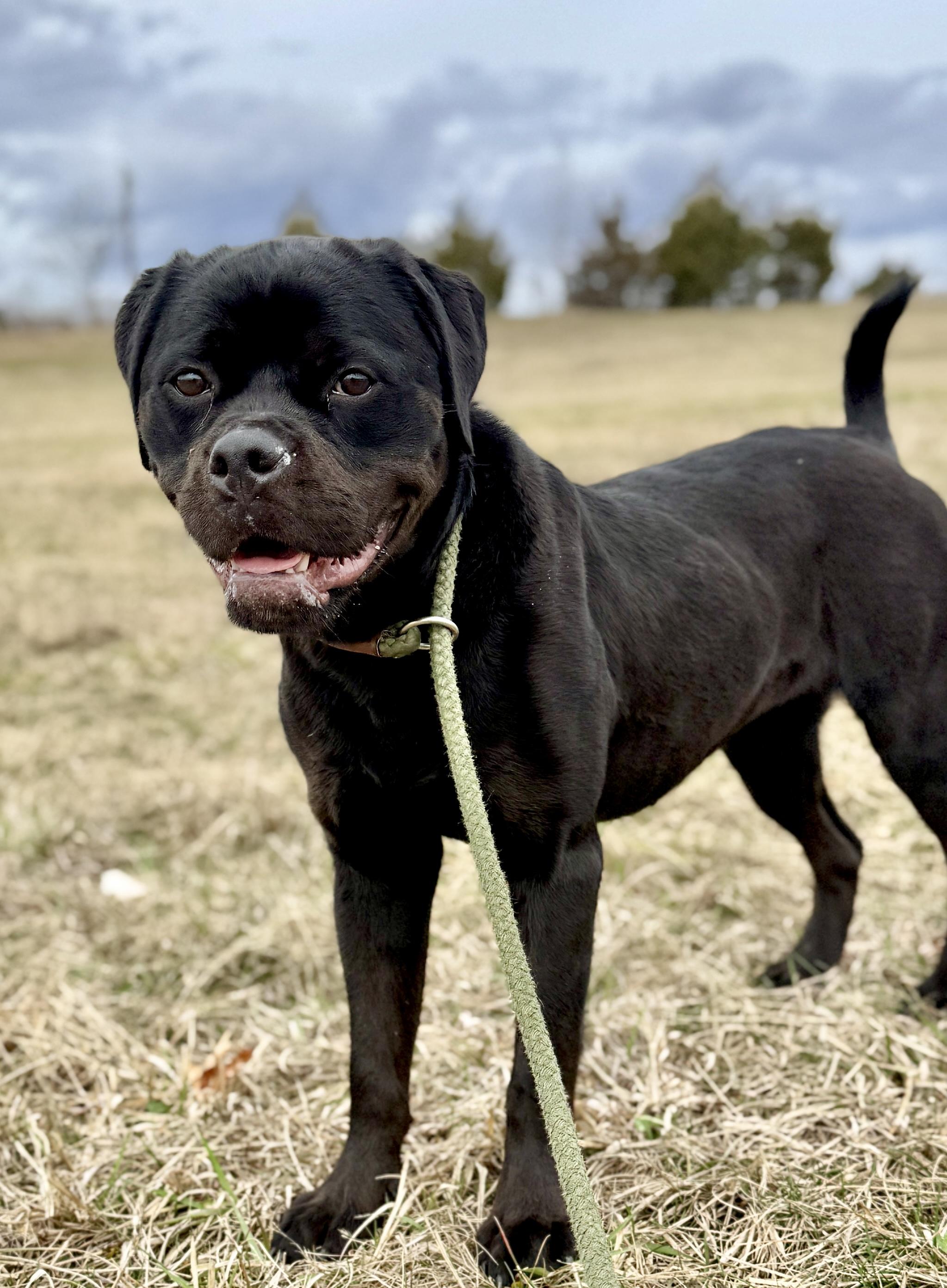 Enlarge Honey, a ADOPTABLE mixed breed in Culpeper, VA image 2/6