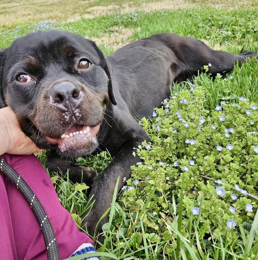 Enlarge Honey, a ADOPTABLE mixed breed in Culpeper, VA image 1/6