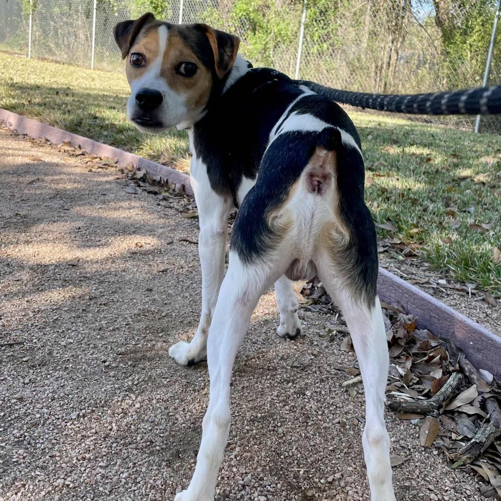 Douglas Jamal, Adoptable, Adult Male Terrier & Beagle.