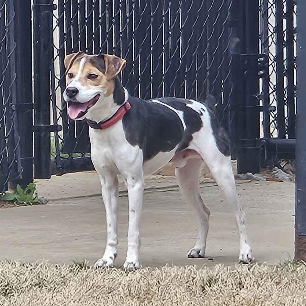 Enlarge Douglas Jamal, a Adoptable mixed breed in Beaumont, TX image 2/6