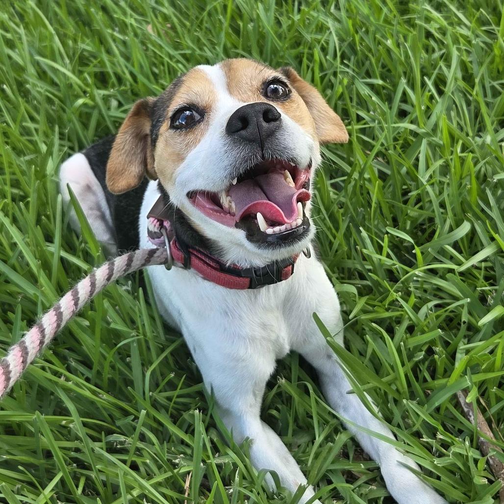 Enlarge Douglas Jamal, a Adoptable mixed breed in Beaumont, TX image 3/6