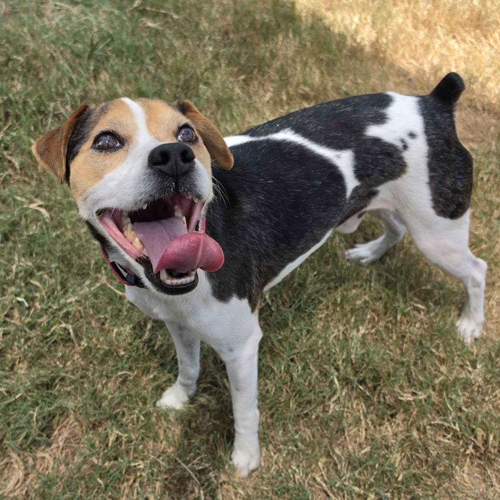 Enlarge Douglas Jamal, a Adoptable mixed breed in Beaumont, TX image 4/6