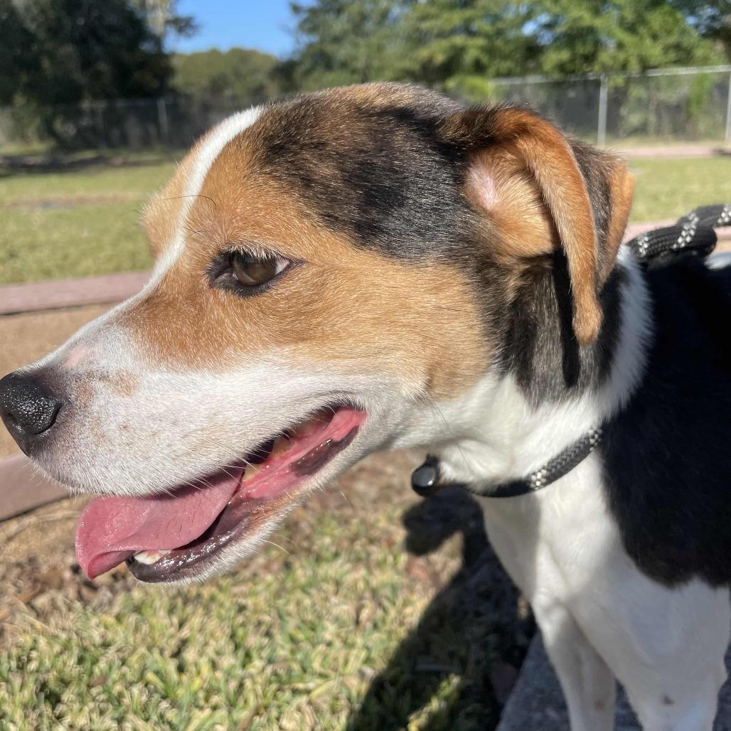 Enlarge Douglas Jamal, a Adoptable mixed breed in Beaumont, TX image 5/6