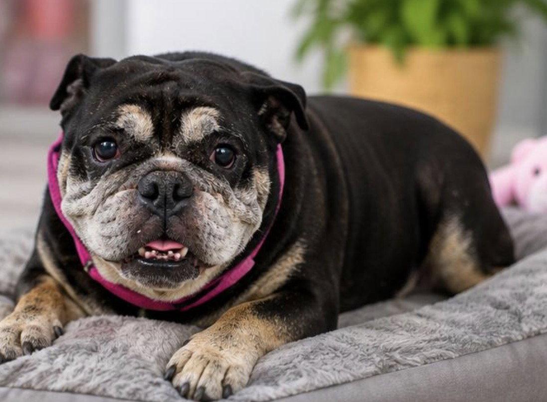 FIOLLA, Adopted, Young Female English Bulldog.