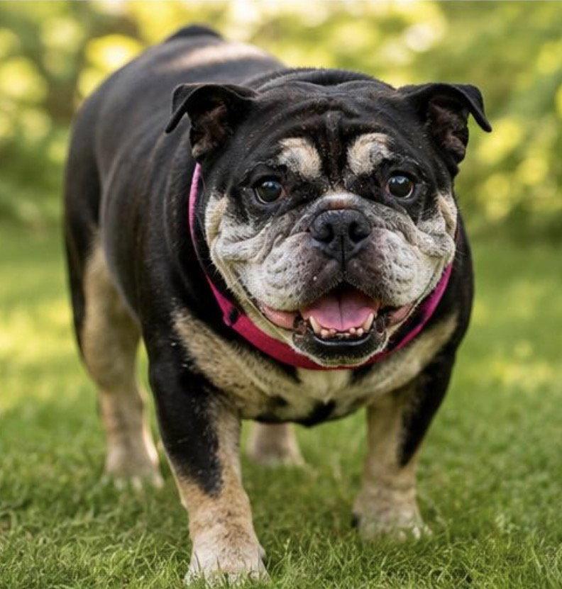 FIOLLA, a Adopted English Bulldog in Margate, FL image 2/3