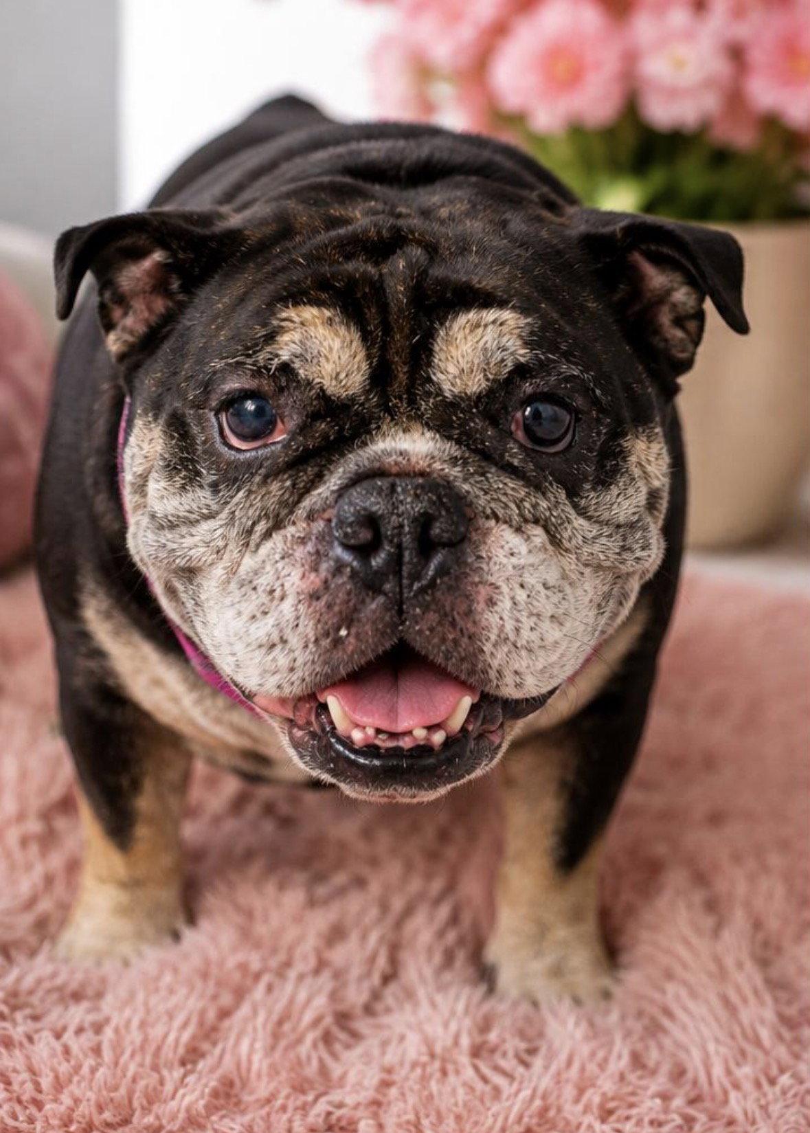 FIOLLA, a Adopted English Bulldog in Margate, FL image 3/3