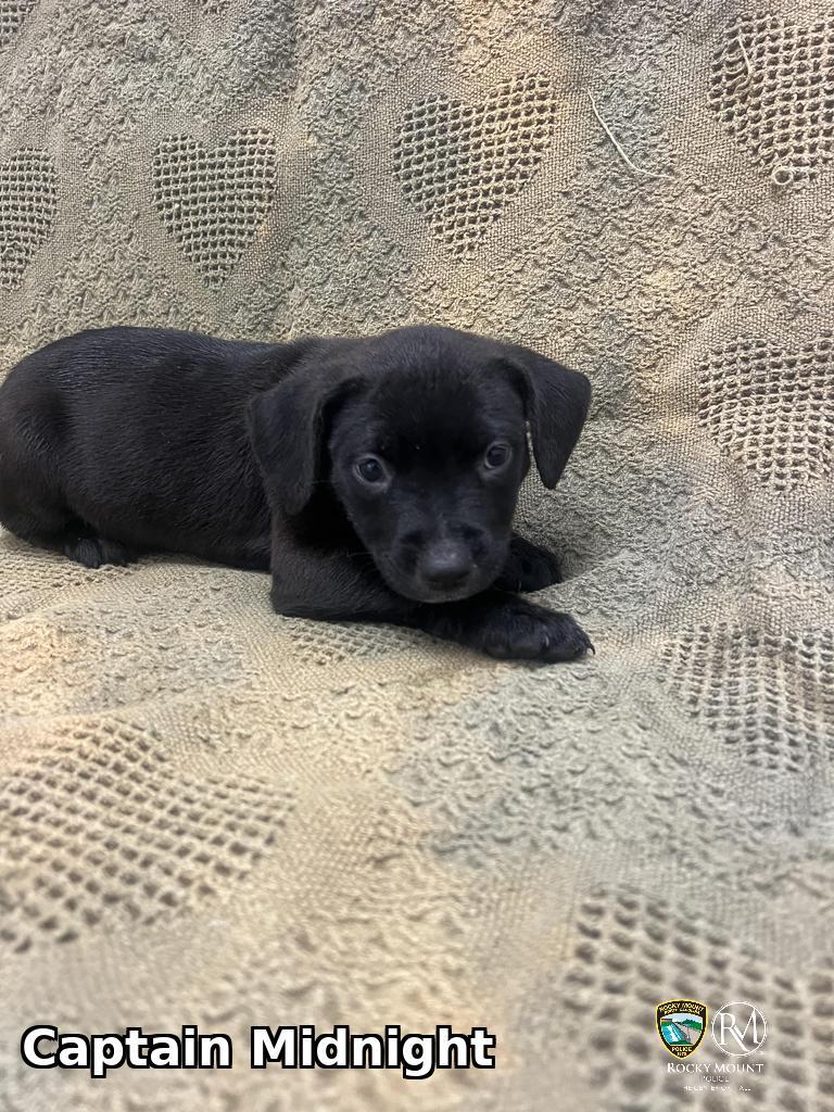 Captain Midnight, Adoptable, Puppy Male Pit Bull Terrier.