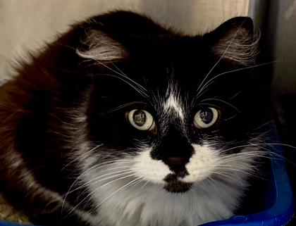 Berlin, a Adoptable mixed breed in Baraboo, WI image 1/3