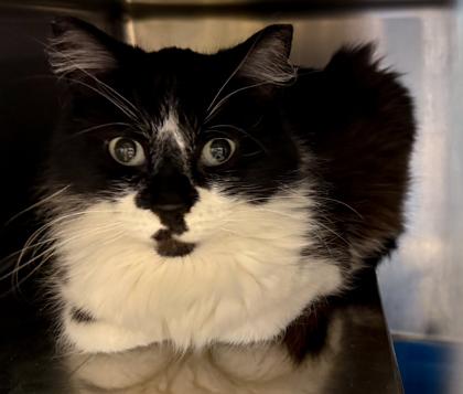 Berlin, a Adoptable mixed breed in Baraboo, WI image 2/3