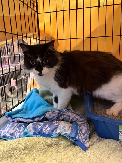 Berlin, Adoptable, Adult Female Domestic Medium Hair & Domestic Short Hair.