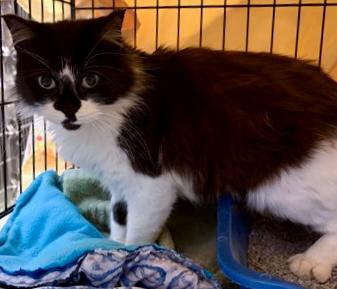 Berlin, a Adoptable mixed breed in Baraboo, WI image 3/3