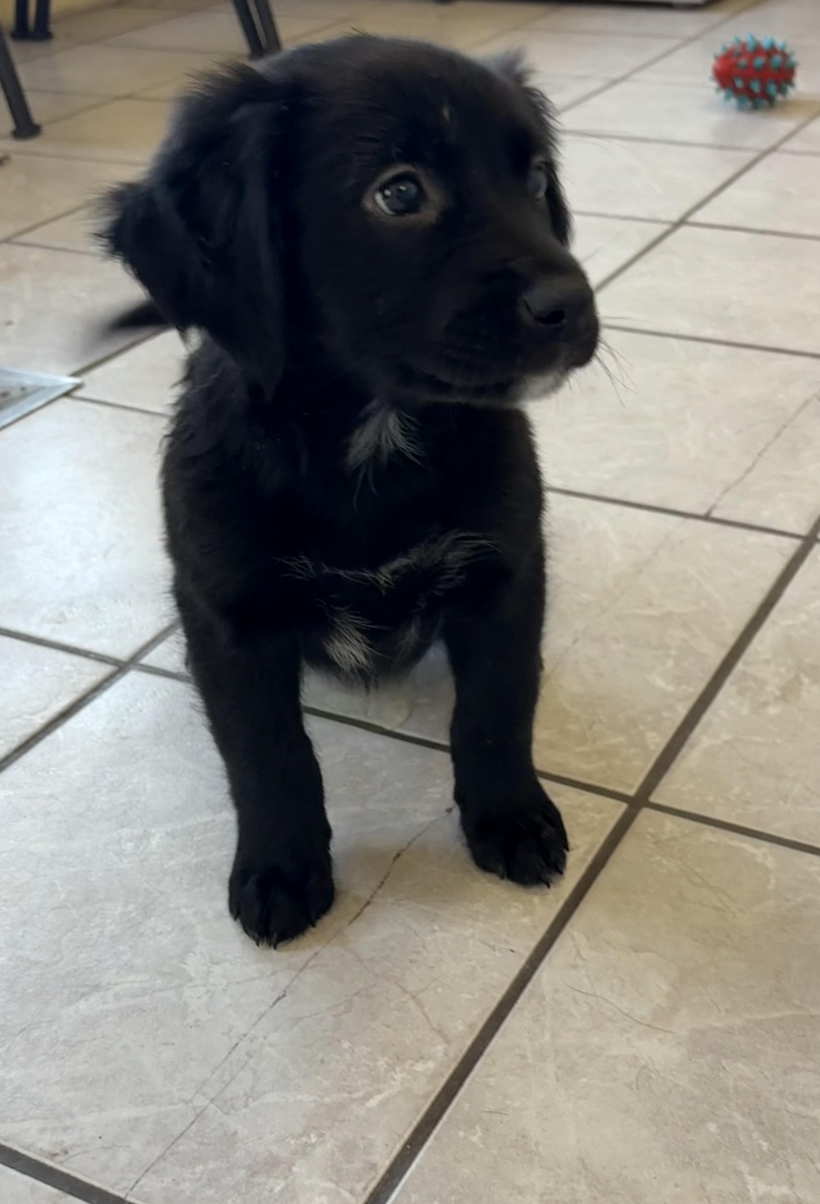Goliath, an adoptable Border Collie, Pointer in Grant, NE, 69140 | Photo Image 3