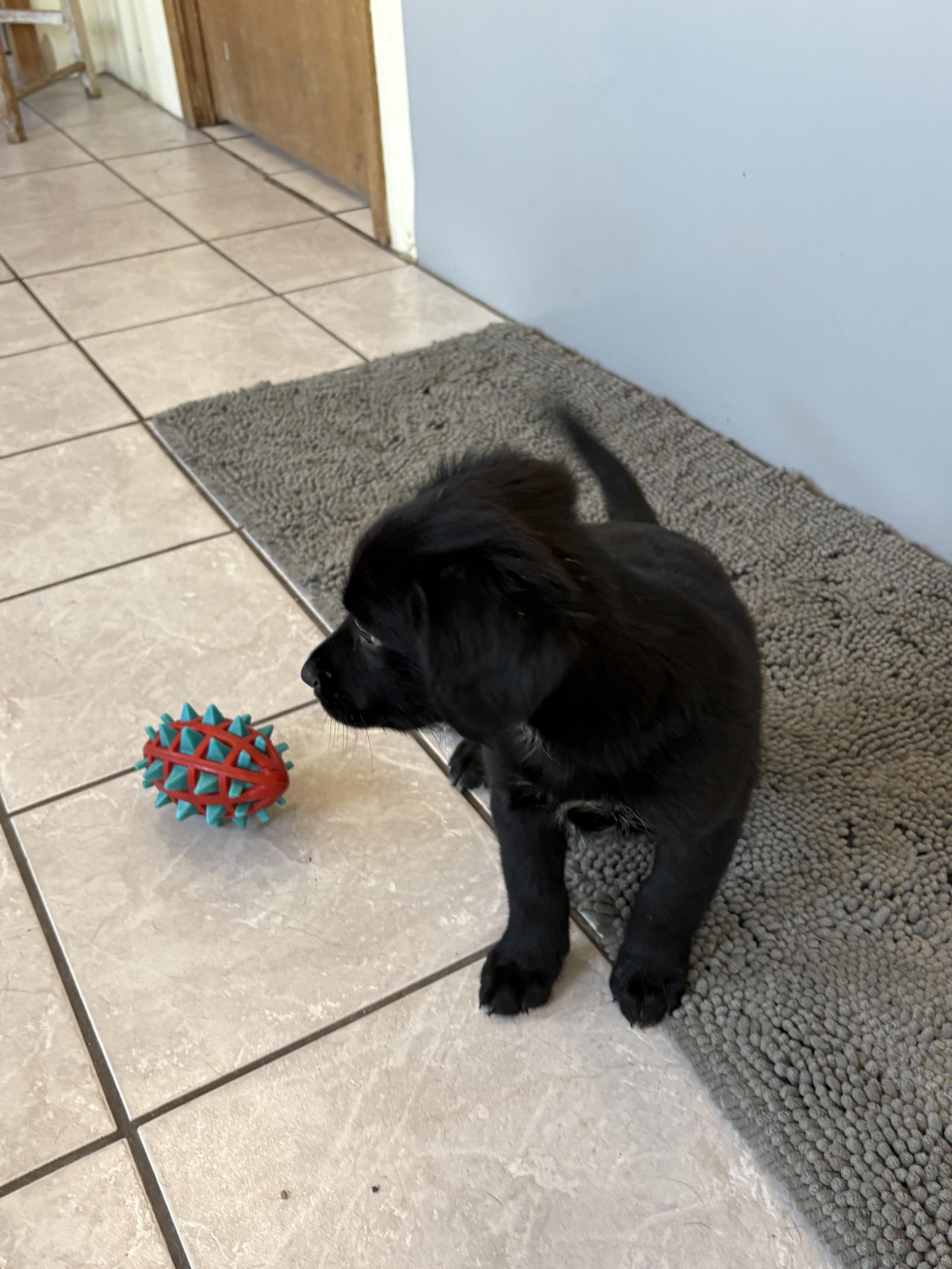 Goliath, an adoptable Border Collie, Pointer in Grant, NE, 69140 | Photo Image 4