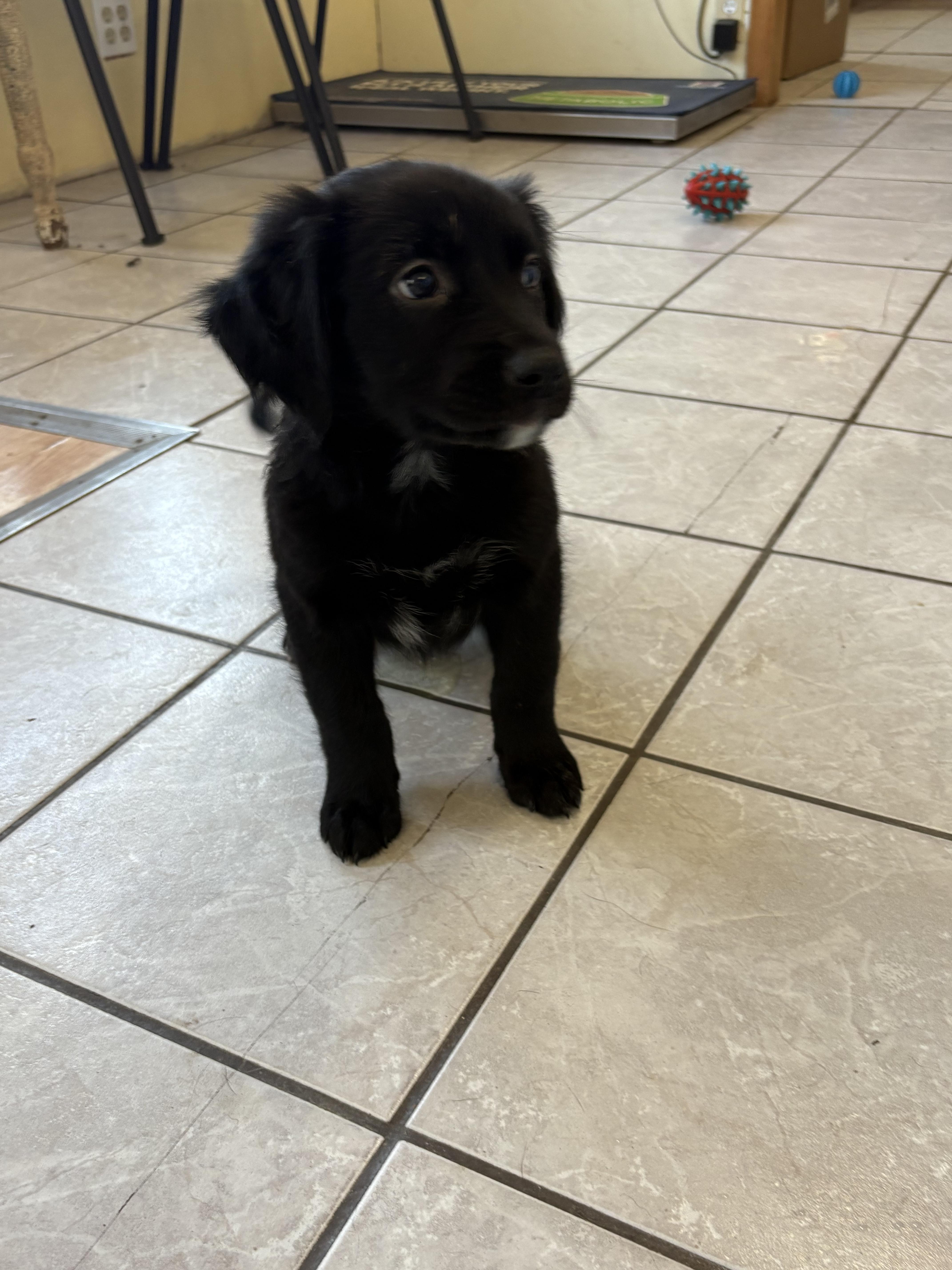 Goliath, an adoptable Border Collie, Pointer in Grant, NE, 69140 | Photo Image 5