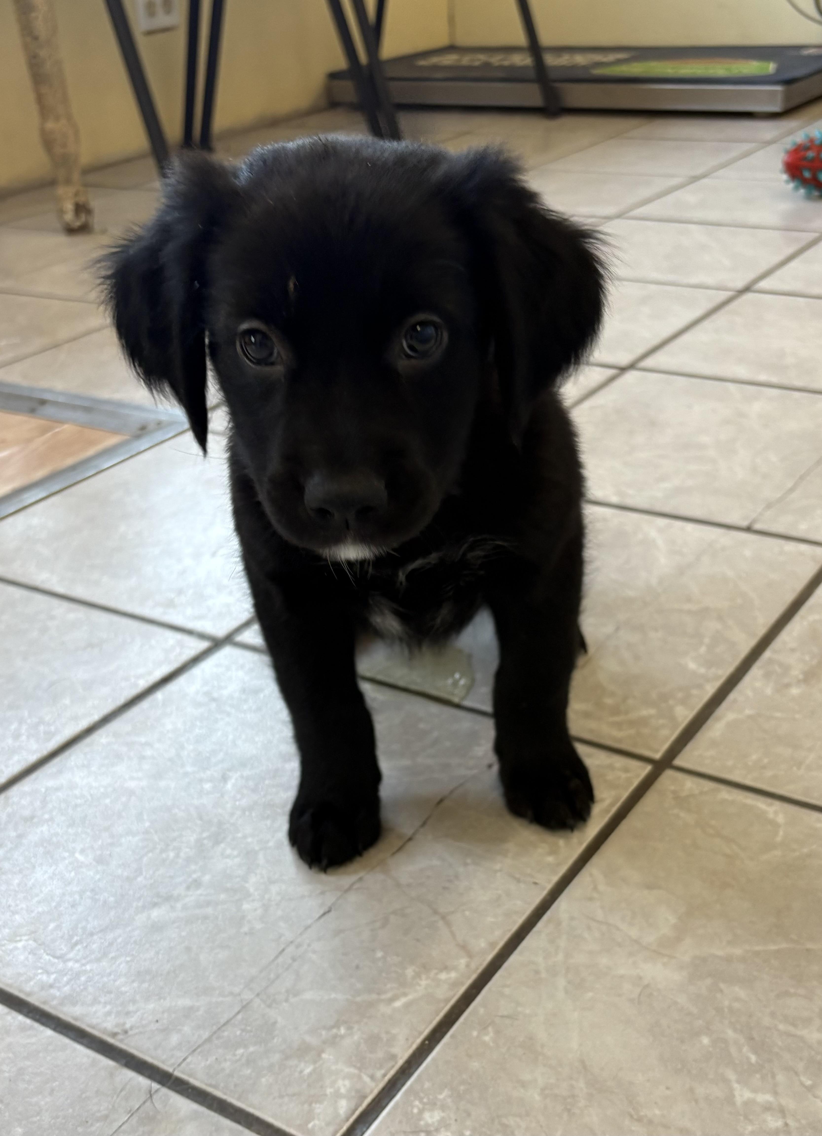 Goliath, an adoptable Border Collie, Pointer in Grant, NE, 69140 | Photo Image 1