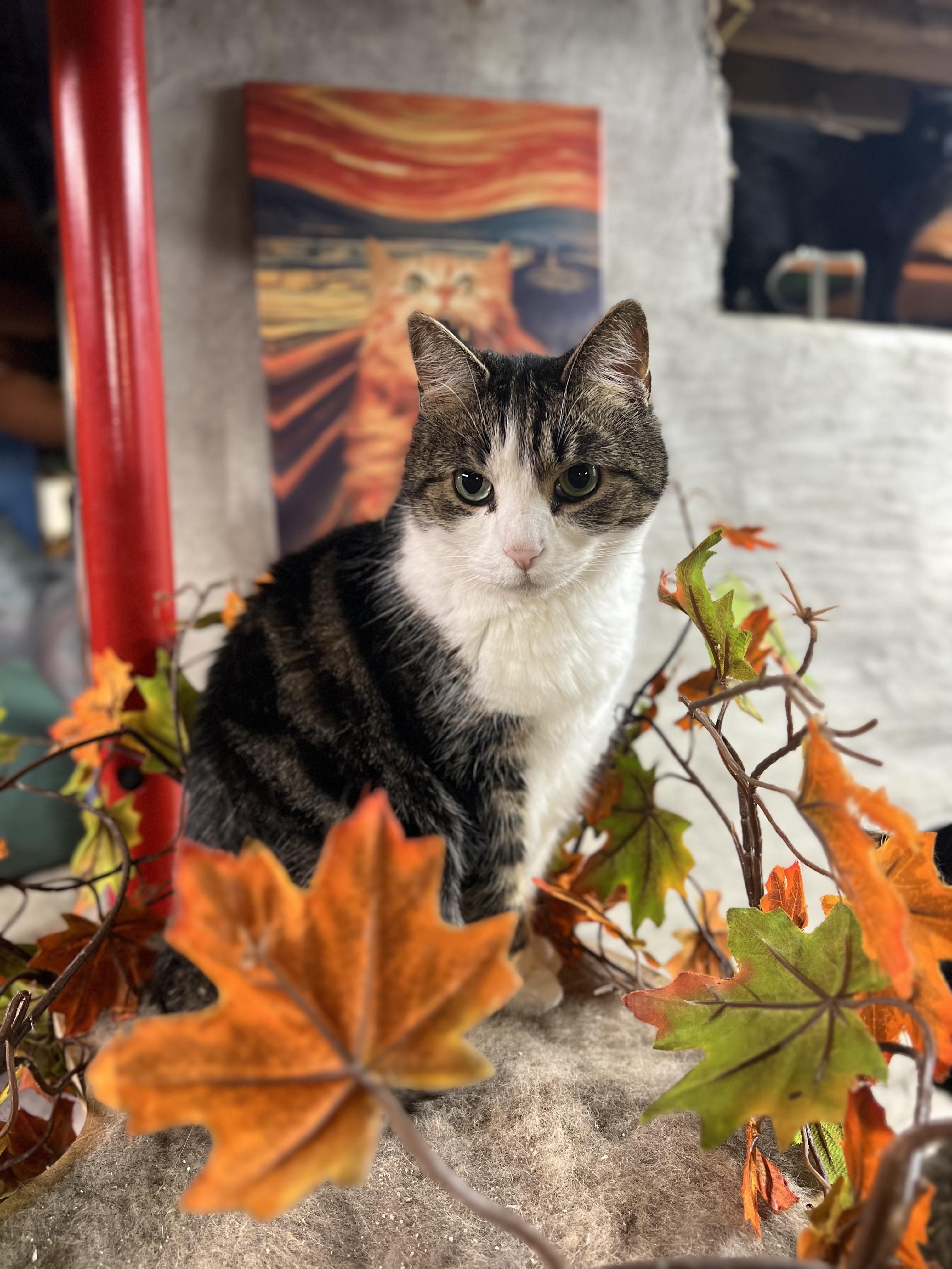 Mandy, Adoptable, Adult Female Domestic Short Hair.