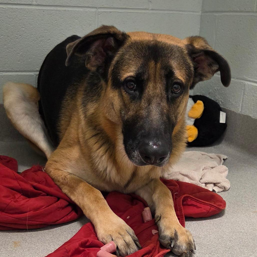 Cooper, Adoptable, Senior Male German Shepherd Dog.