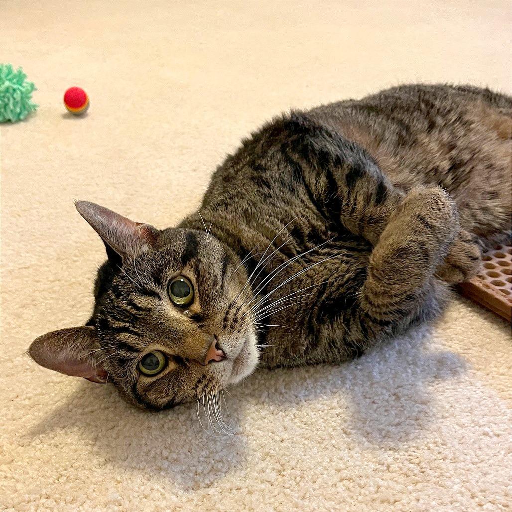 Tiger, Adoptable, Senior Male Domestic Short Hair.