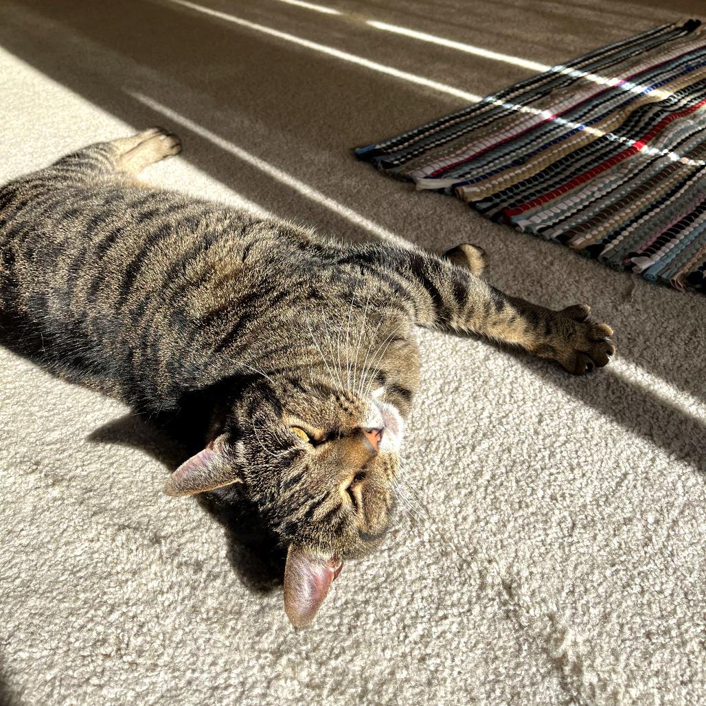 Enlarge Tiger, a Adoptable Domestic Short Hair in Evansville, IN image 2/5