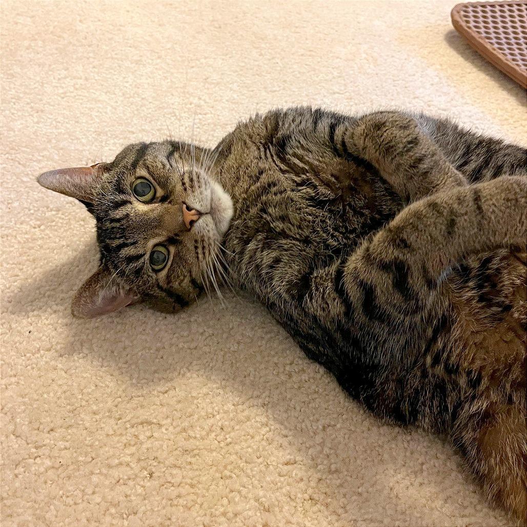 Enlarge Tiger, a Adoptable Domestic Short Hair in Evansville, IN image 3/5