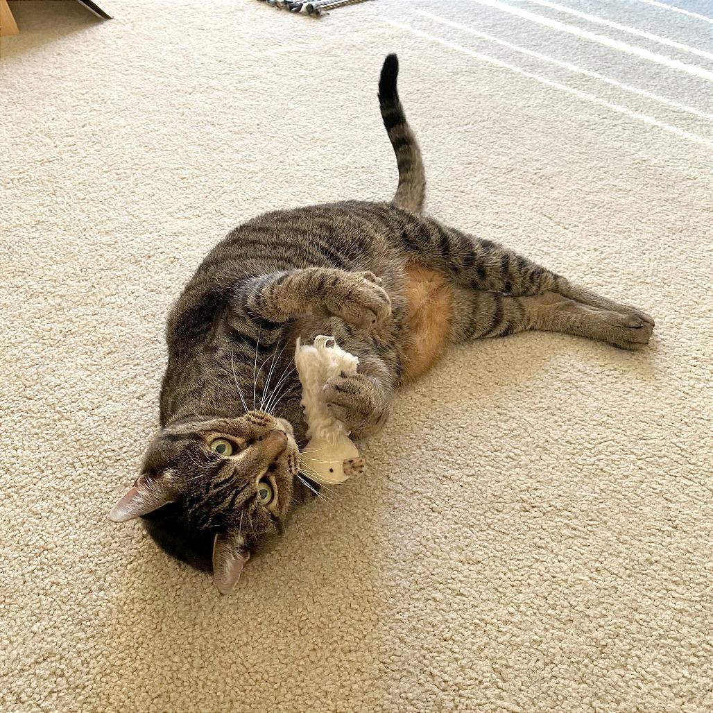 Enlarge Tiger, a Adoptable Domestic Short Hair in Evansville, IN image 4/5
