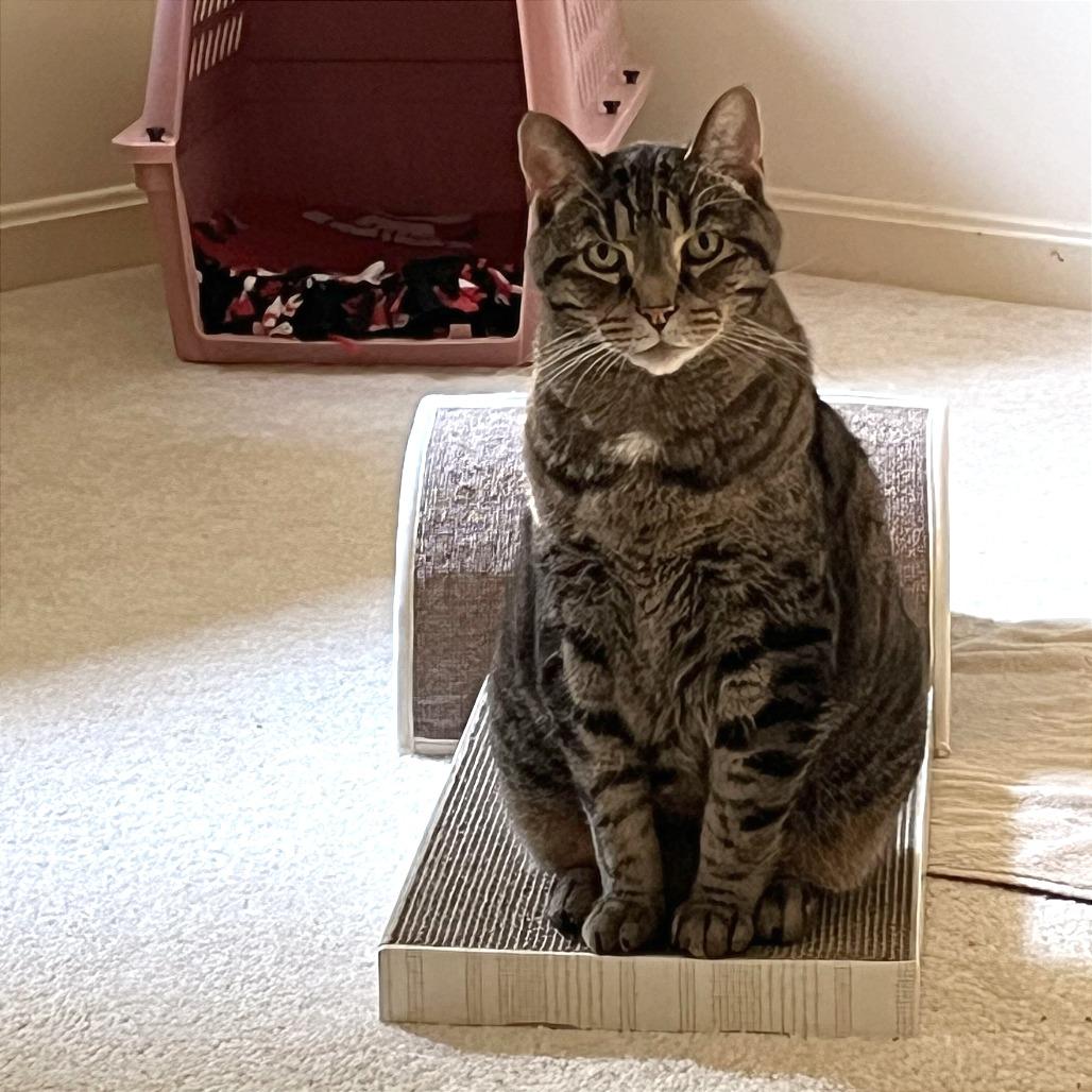 Enlarge Tiger, a Adoptable Domestic Short Hair in Evansville, IN image 5/5
