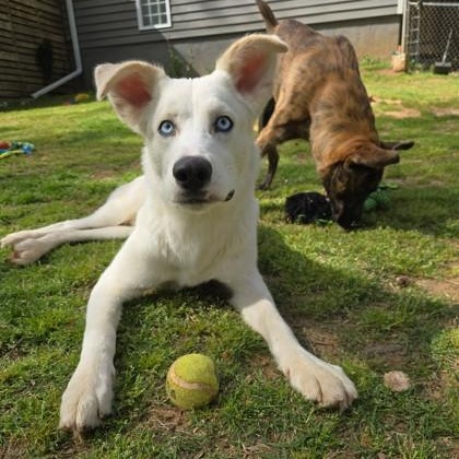 Enlarge Yeti, a Adoptable mixed breed in Lawrenceville, GA image 1/3