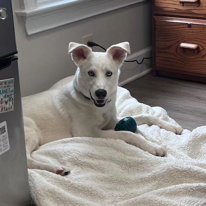 Enlarge Yeti, a Adoptable mixed breed in Lawrenceville, GA image 2/3