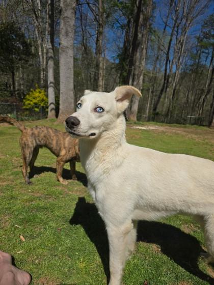 Enlarge Yeti, a Adoptable mixed breed in Lawrenceville, GA image 1/2