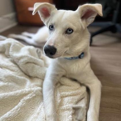 Yeti, Adoptable, Adult Male German Shepherd Dog & Siberian Husky.