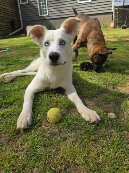 Enlarge Yeti, a Adoptable mixed breed in Lawrenceville, GA image 2/2