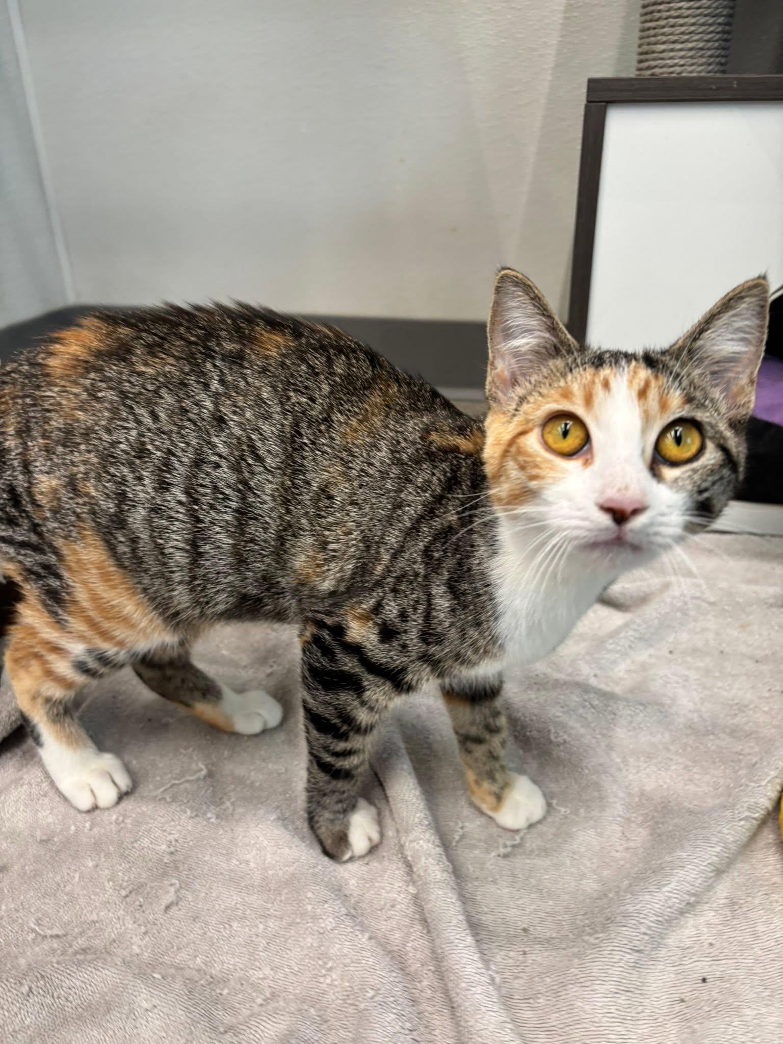 Enlarge Abigail, a Adoptable mixed breed in Omaha, NE image 2/4