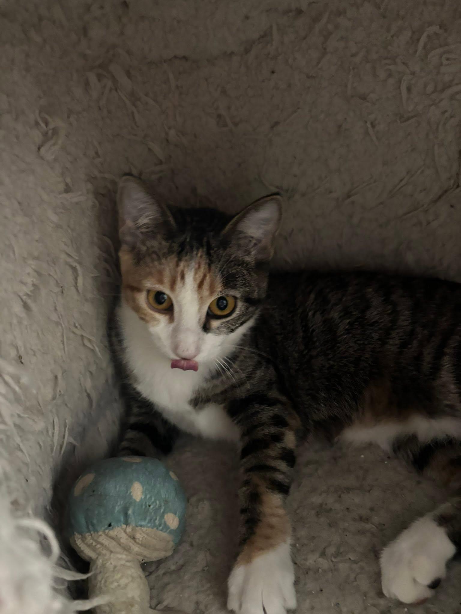 Enlarge Abigail, a Adoptable mixed breed in Omaha, NE image 4/4