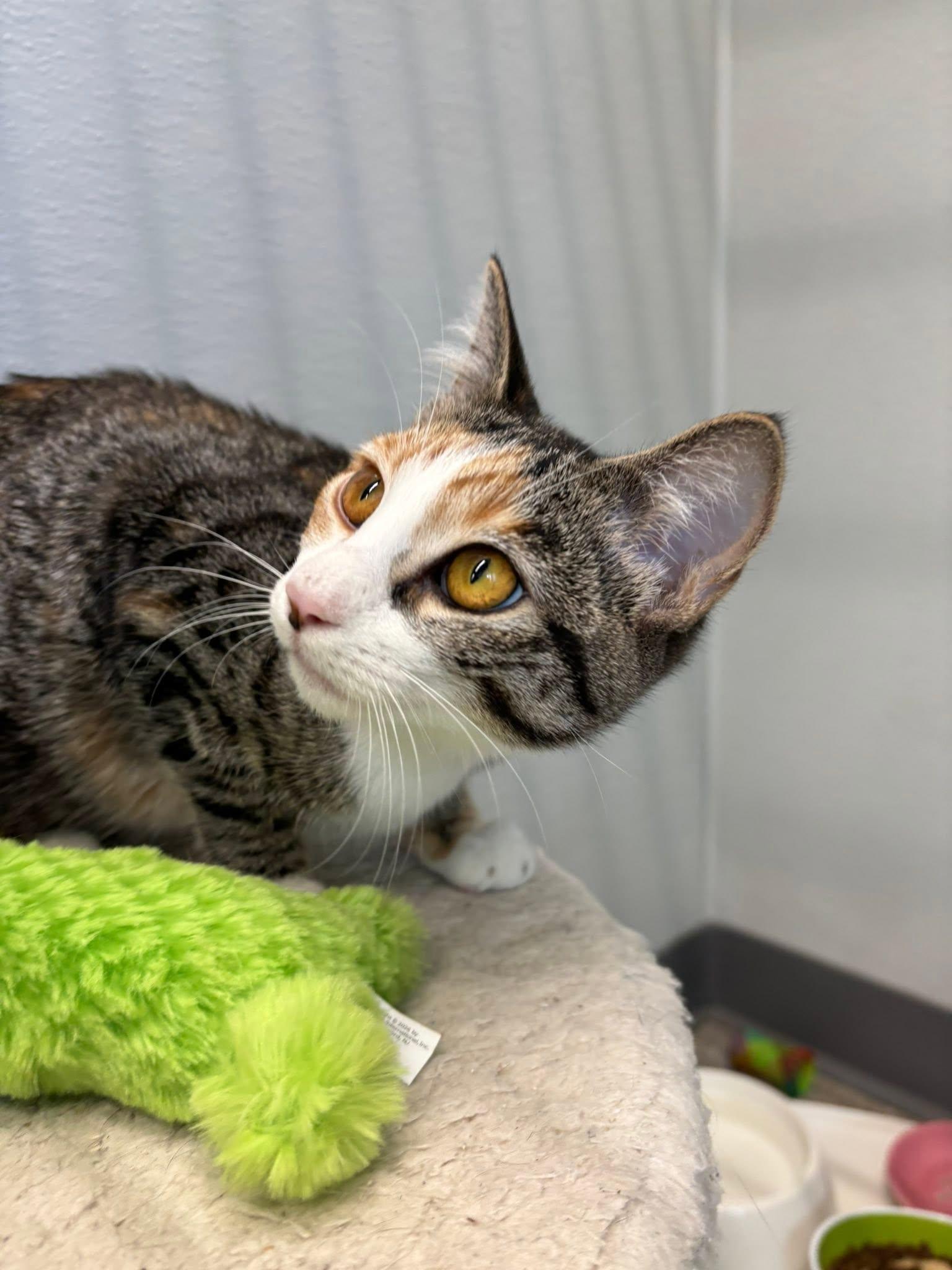 Abigail, Adoptable, Kitten Female Torbie & Domestic Short Hair.