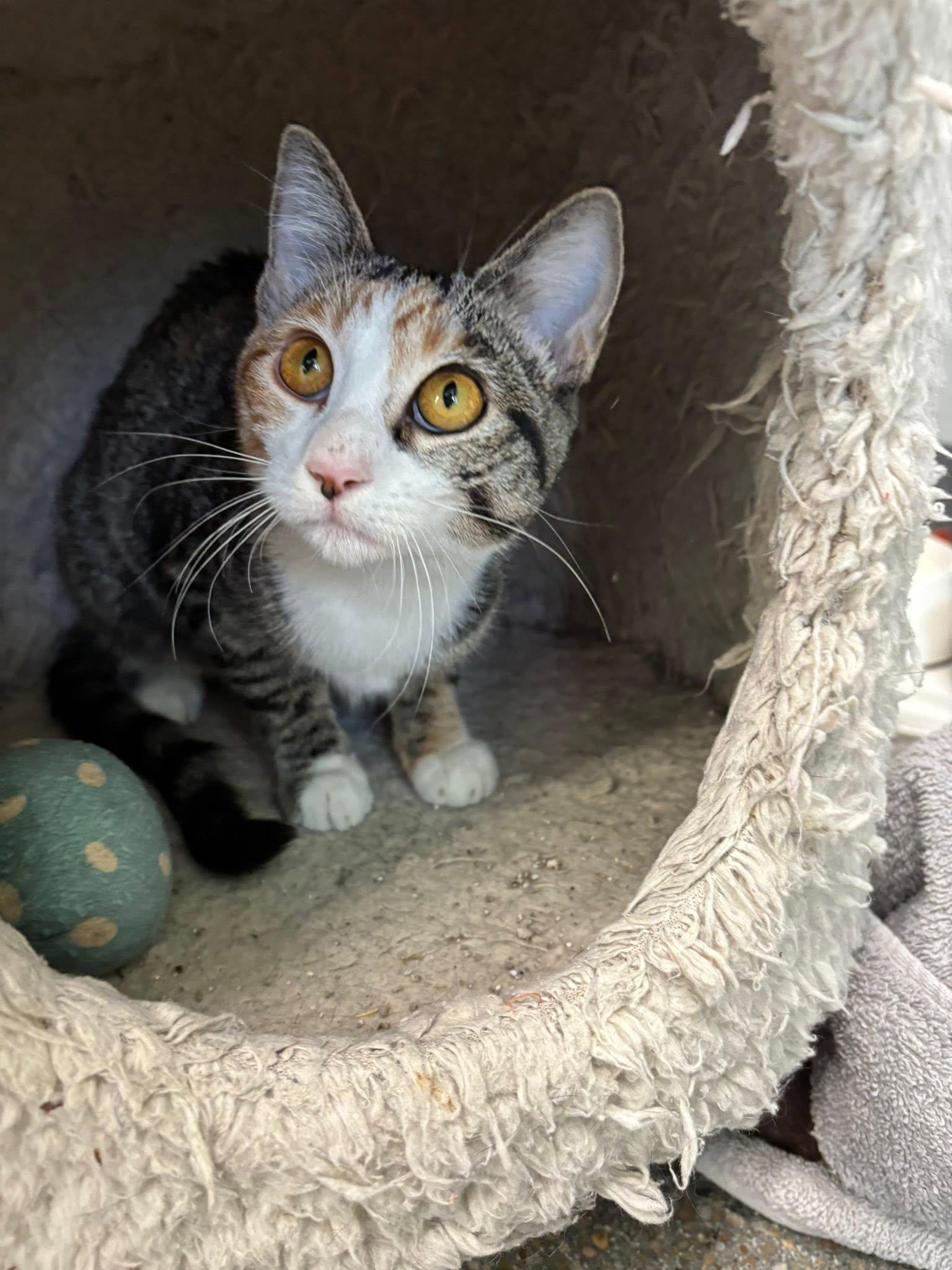 Enlarge Abigail, a Adoptable mixed breed in Omaha, NE image 3/4