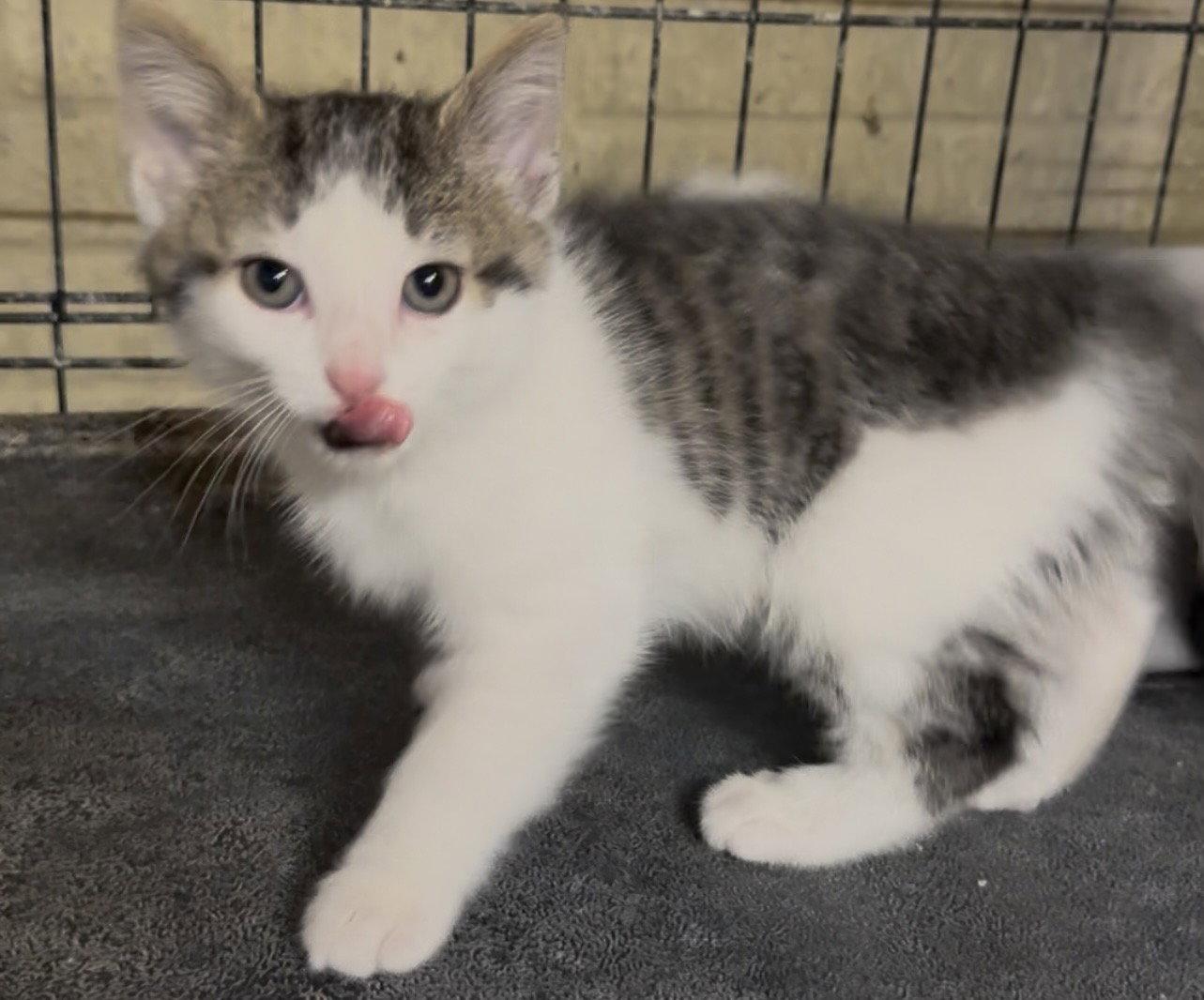 Simon, Adoptable, Kitten Male Domestic Medium Hair.